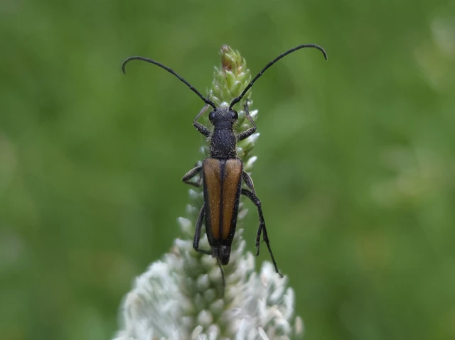 Anastrangalia dubia - feketeszélű virágcincér