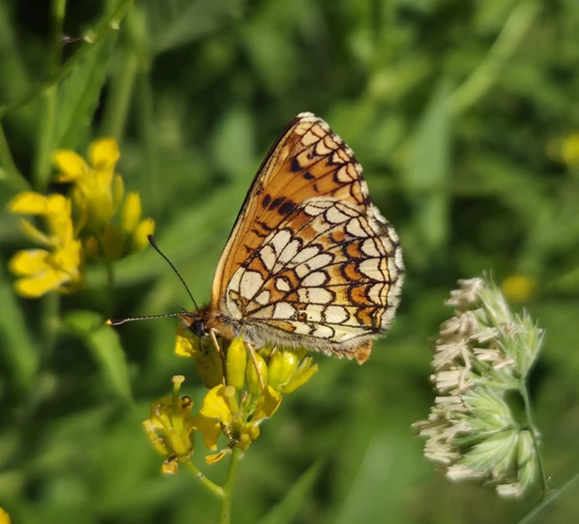 Melitaea aurelia - recés tarkalepke