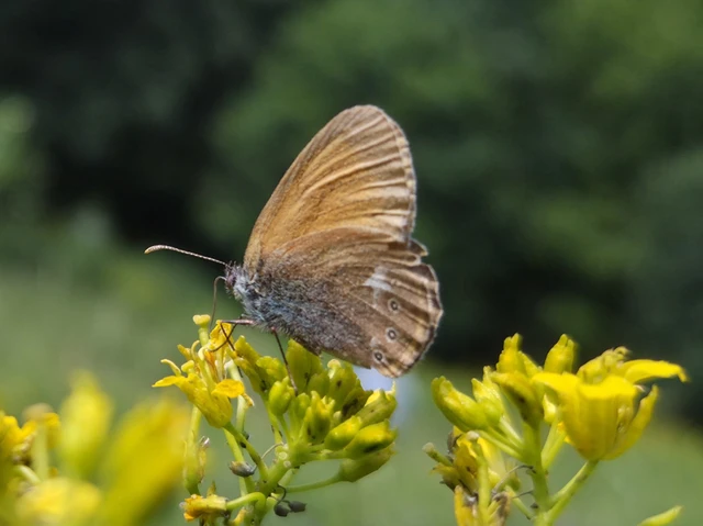 Coenonympha glycerion - közönséges szénalepke