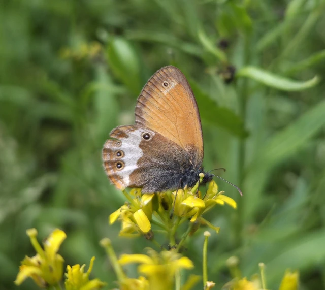 Coenonympha arcania - fehéröves szénalepke