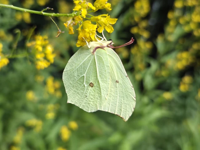 Gonepteryx rhamni - citromlepke