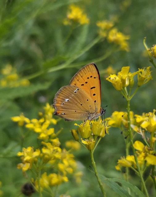 Lycaena virgaureae - arany-tűzlepke