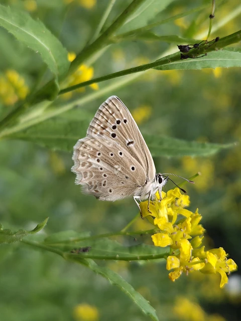 Polyommatus daphnis - csipkés boglárka