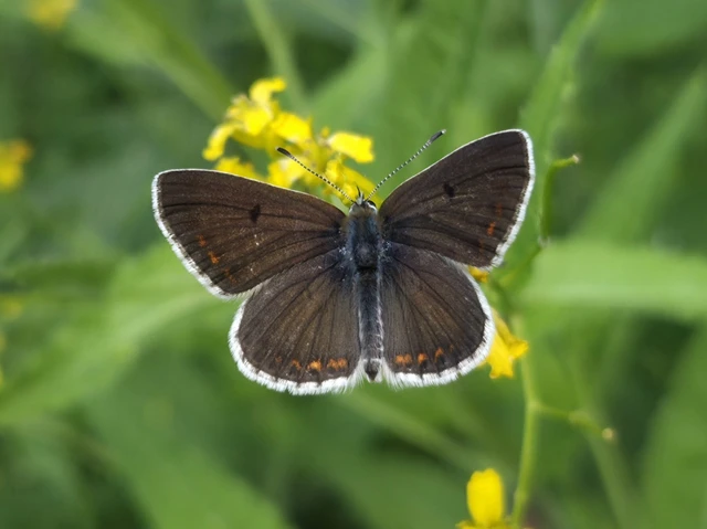 Aricia artaxerxes issekutzi - bükki szerecsenboglárka