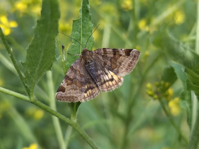 Euclidia glyphica - közönséges nappalibagoly