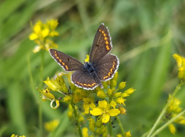 Aricia agestis - szerecsenboglárka