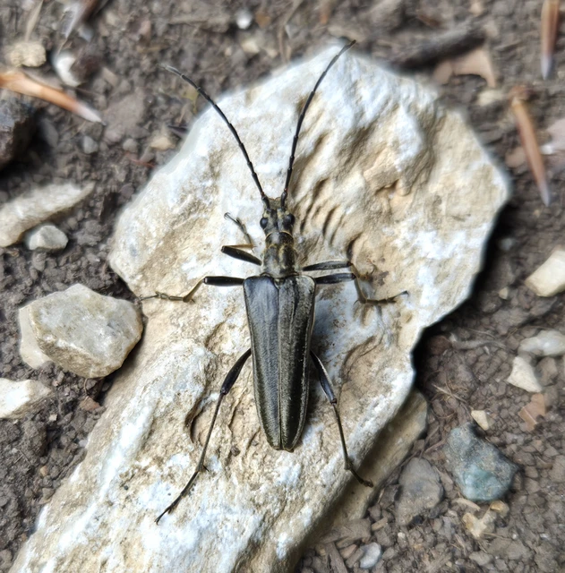 Stenocorus meridianus - fűz-gyökércincér