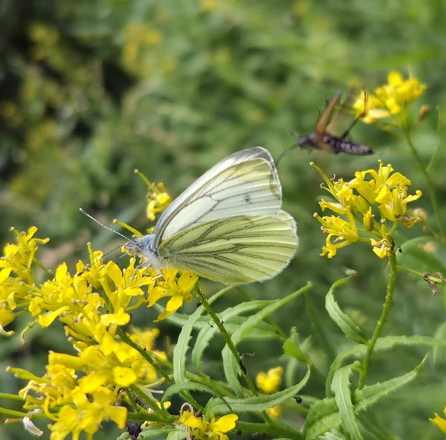 Pieris napi - repcelepke