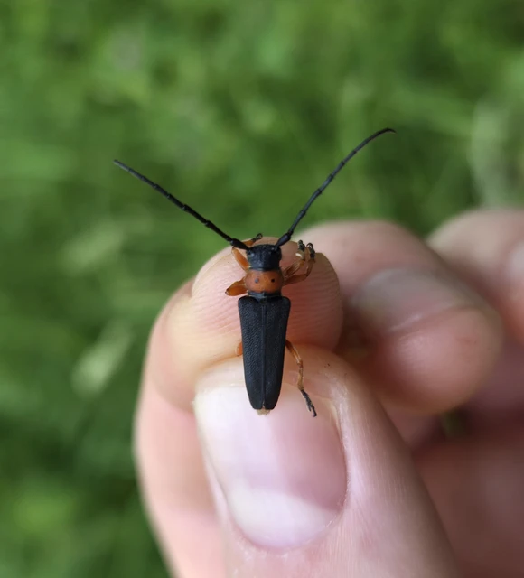 Phytoecia affinis - feketefejű cincér