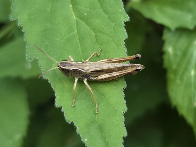Pseudochorthippus parallelus - közönséges rétisáska