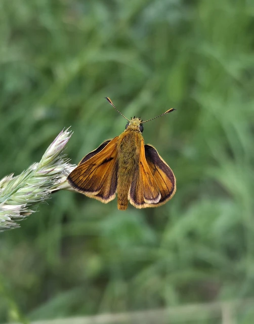 Ochlodes sylvanus - erdei busalepke