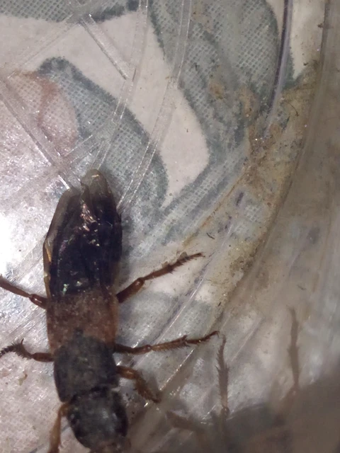 Platydracus chalcocephalus - rezes holyva Platydracus chalcocephalus - rezes holyva