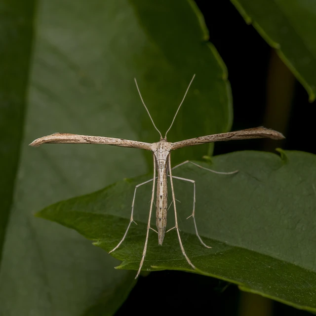 Emmelina monodactyla/argoteles