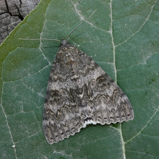 Catocala nupta - piros övesbagoly