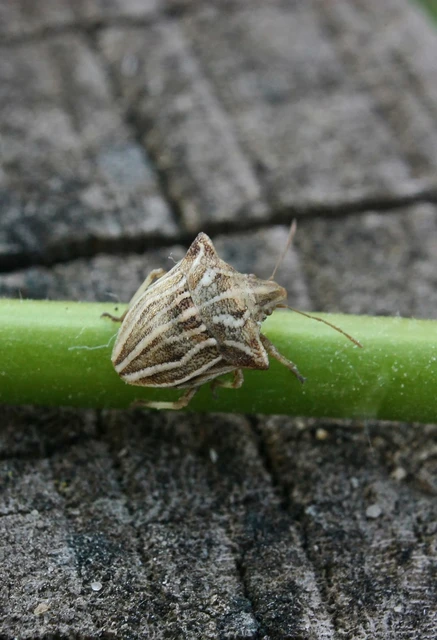 Ancyrosoma leucogrammes - vállas poloska Ancyrosoma leucogrammes - vállas poloska