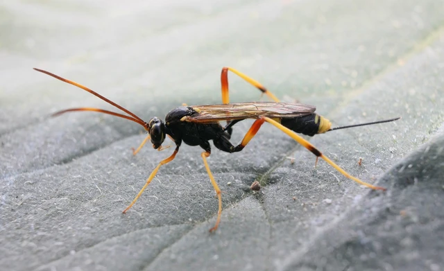 Hymenoptera - Hártyásszárnyúak