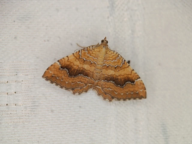 Camptogramma bilineata - kétvonalas sávosaraszoló