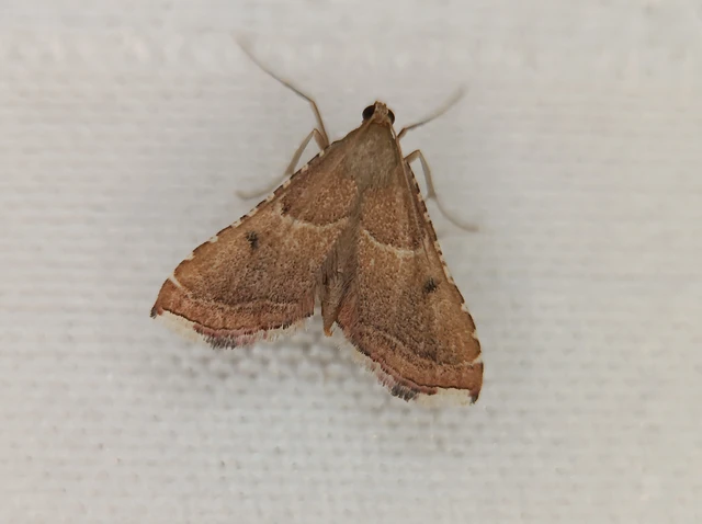 Endotricha flammealis - tüzesszárnyú fényilonca