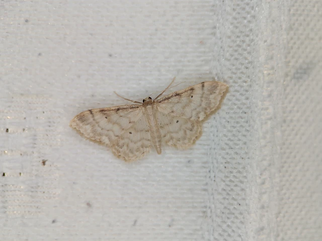 Idaea fuscovenosa - szürkeszélű apróaraszoló
