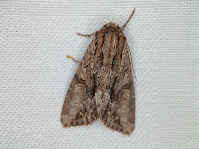 Apamea monoglypha - nagy dudvabagoly