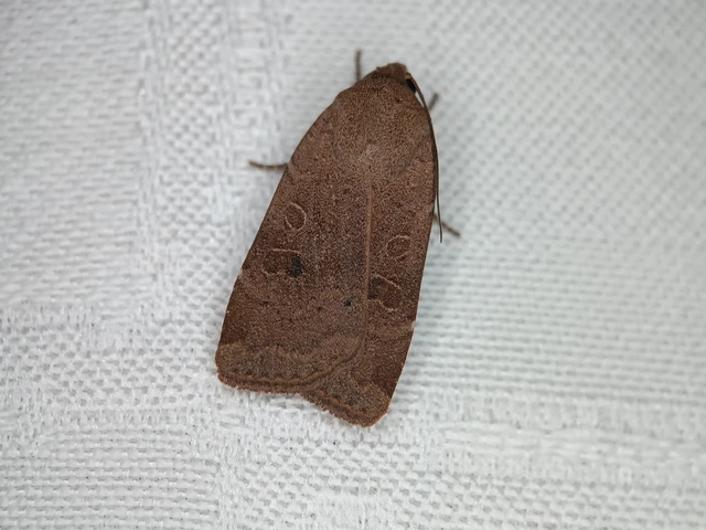 Noctua comes - kis sárgafűbagoly