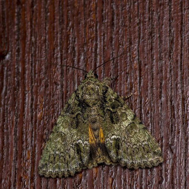 Polyphaenis sericata - selyemfényű erdeibagoly