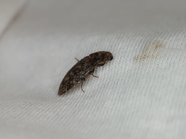 Agrypnus murinus - egérszínű pikkelyespattanó