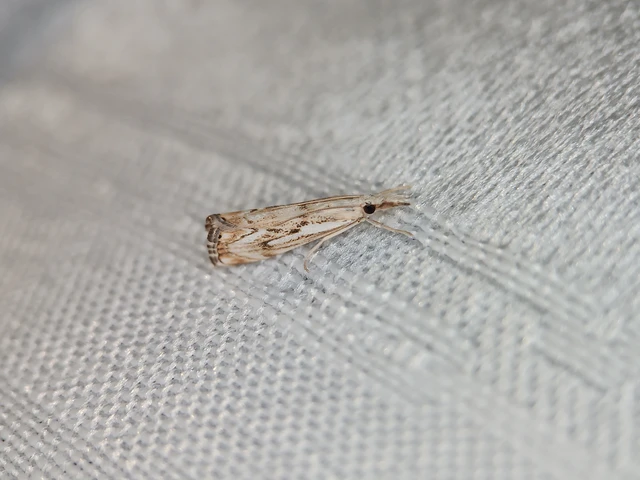 Catoptria falsella - hálós fűgyökérmoly