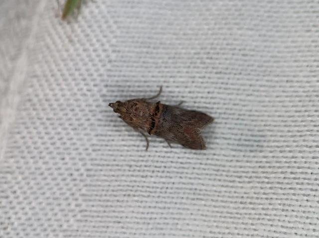 Trachonitis cristella - bokorrágó karcsúmoly