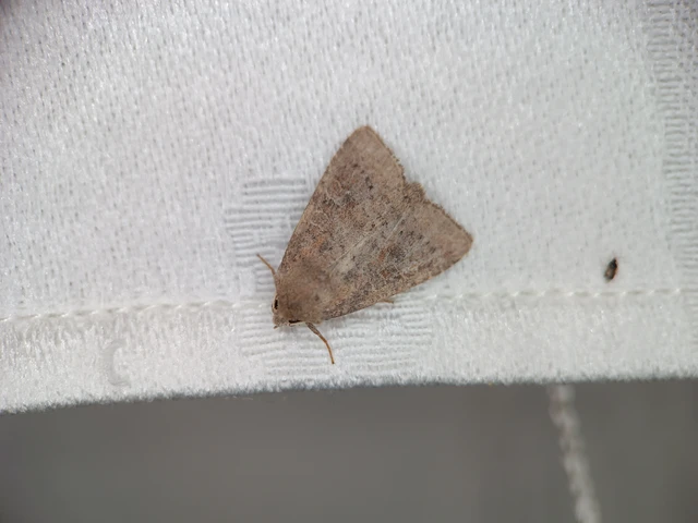 Parastichtis suspecta - sötét erdeibagoly