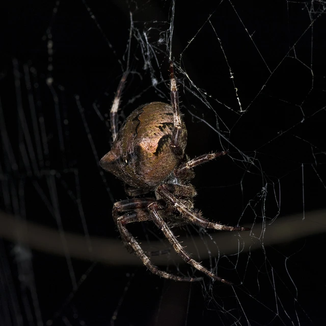Araneus circe/angulatus