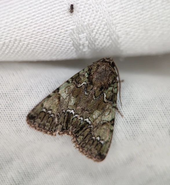 Polyphaenis sericata - selyemfényű erdeibagoly