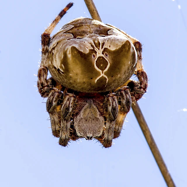 Araneus grossus - óriás keresztespók