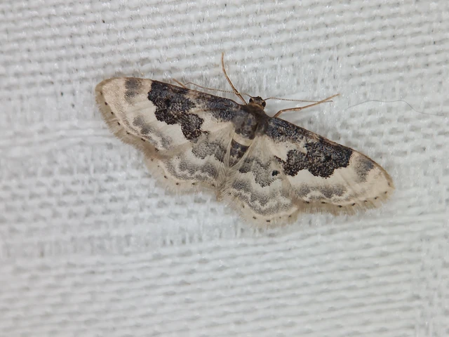 Idaea rusticata - tarka apróaraszoló