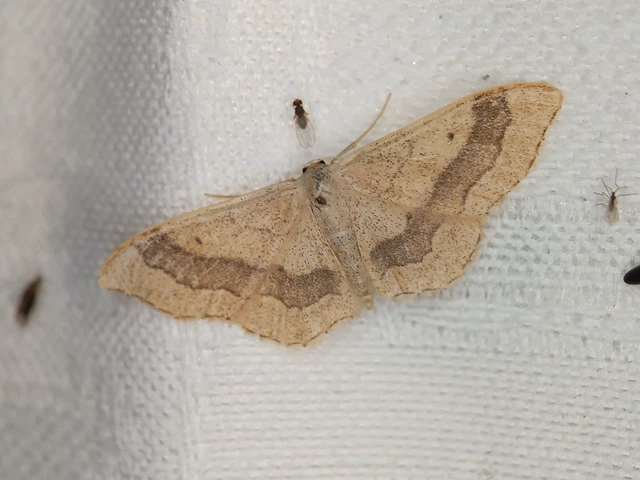Idaea aversata - nagy sávosaraszoló