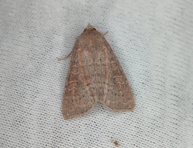 Parastichtis suspecta - sötét erdeibagoly