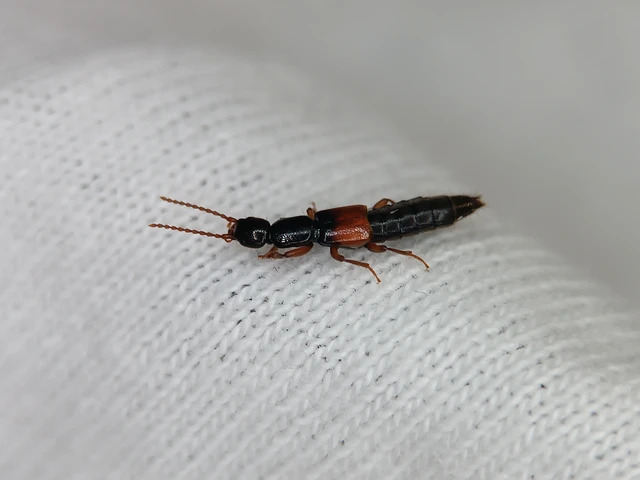 Lathrobium fulvipenne - közönséges mocsárholyva