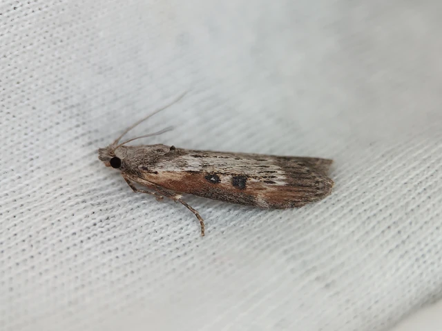 Lamoria anella - törmelékmoly