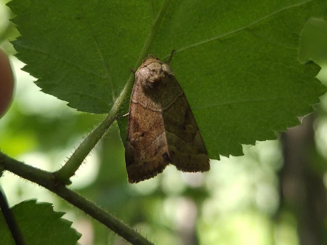 Cosmia trapezina - közönséges lombbagoly