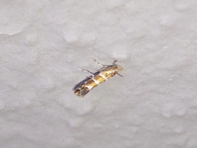 Cameraria ohridella - vadgesztenye-sátorosmoly