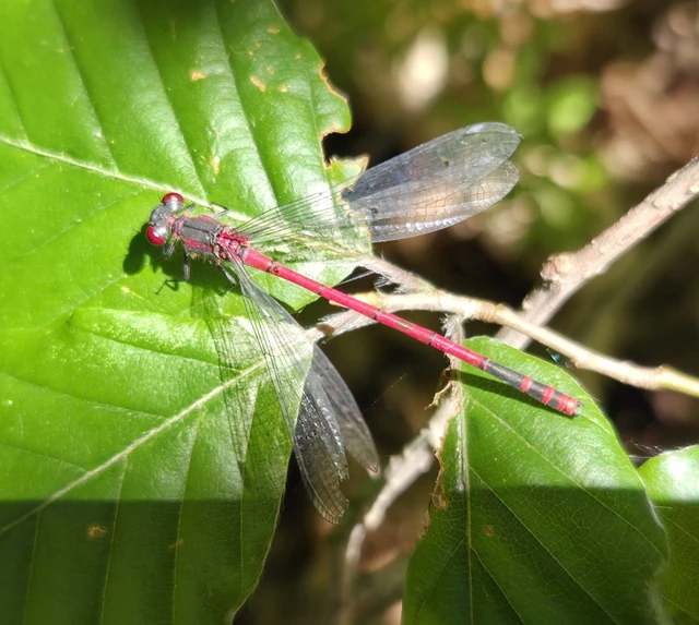 Pyrrhosoma nymphula interposita - vörös légivadász