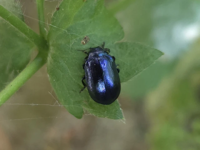Plagiosterna aenea - nagy égerlevelész