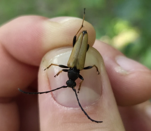 Stictoleptura rubra - vörös virágcincér