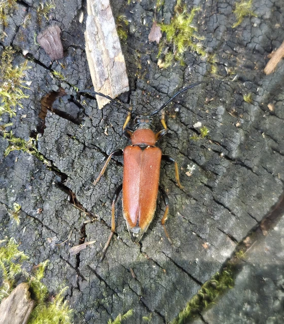 Stictoleptura rubra - vörös virágcincér