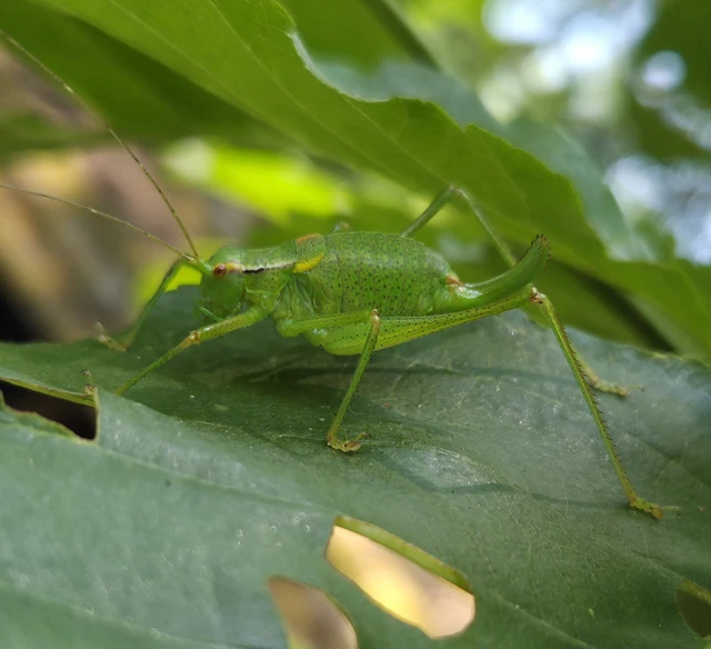 Barbitistes constrictus - északi málnaszöcske