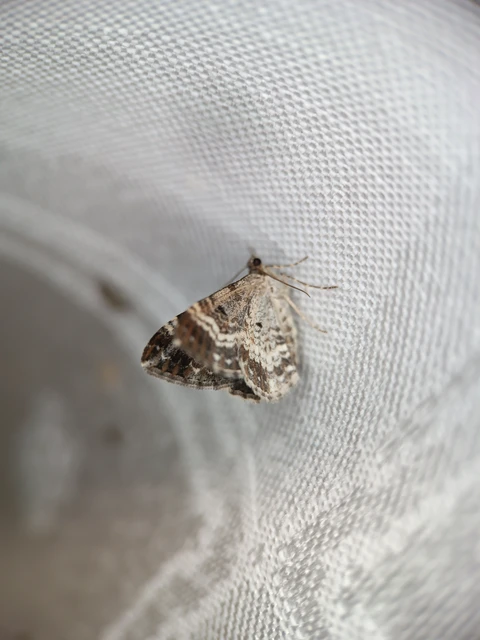 Epirrhoe alternata - galaj-tarkaaraszoló