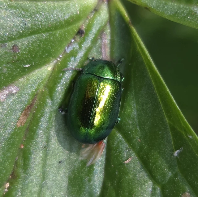 Chrysolina herbacea - zöld mentalevelész