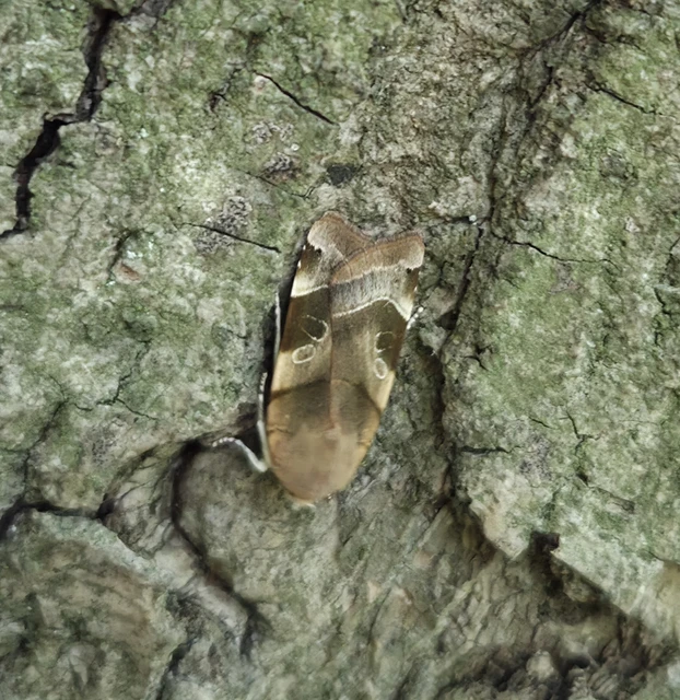 Noctua fimbriata - szélessávú sárgafűbagoly