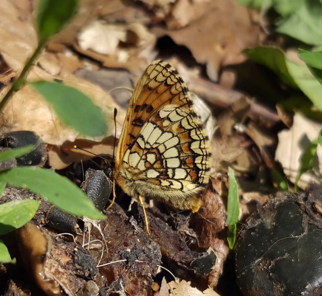 Melitaea athalia - közönséges tarkalepke