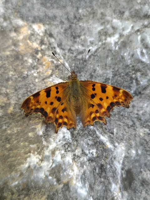 Nymphalis c-album - C-betűs lepke